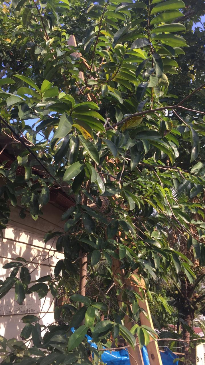 Dried Soursop Leaves