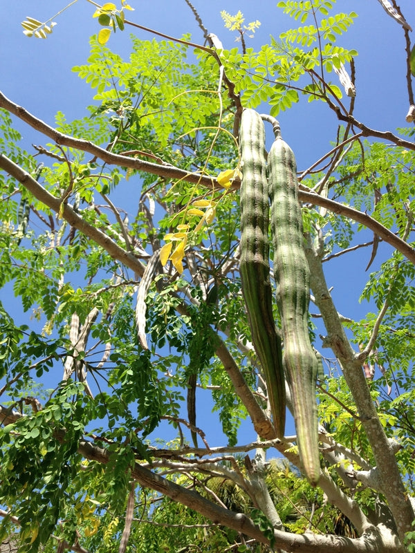 Moringa Seeds